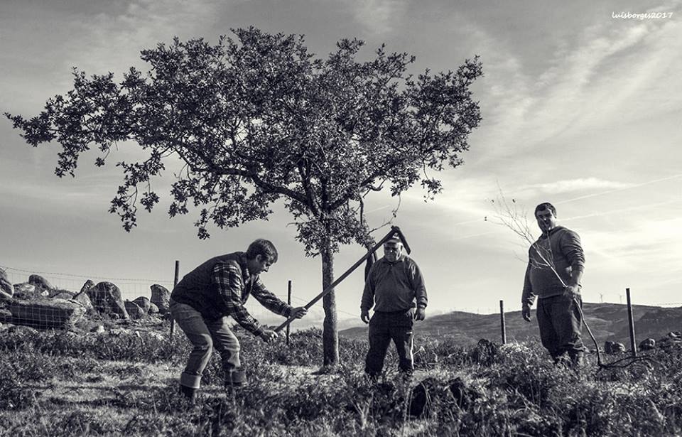 Trabalho agrícola, por Luís Borges