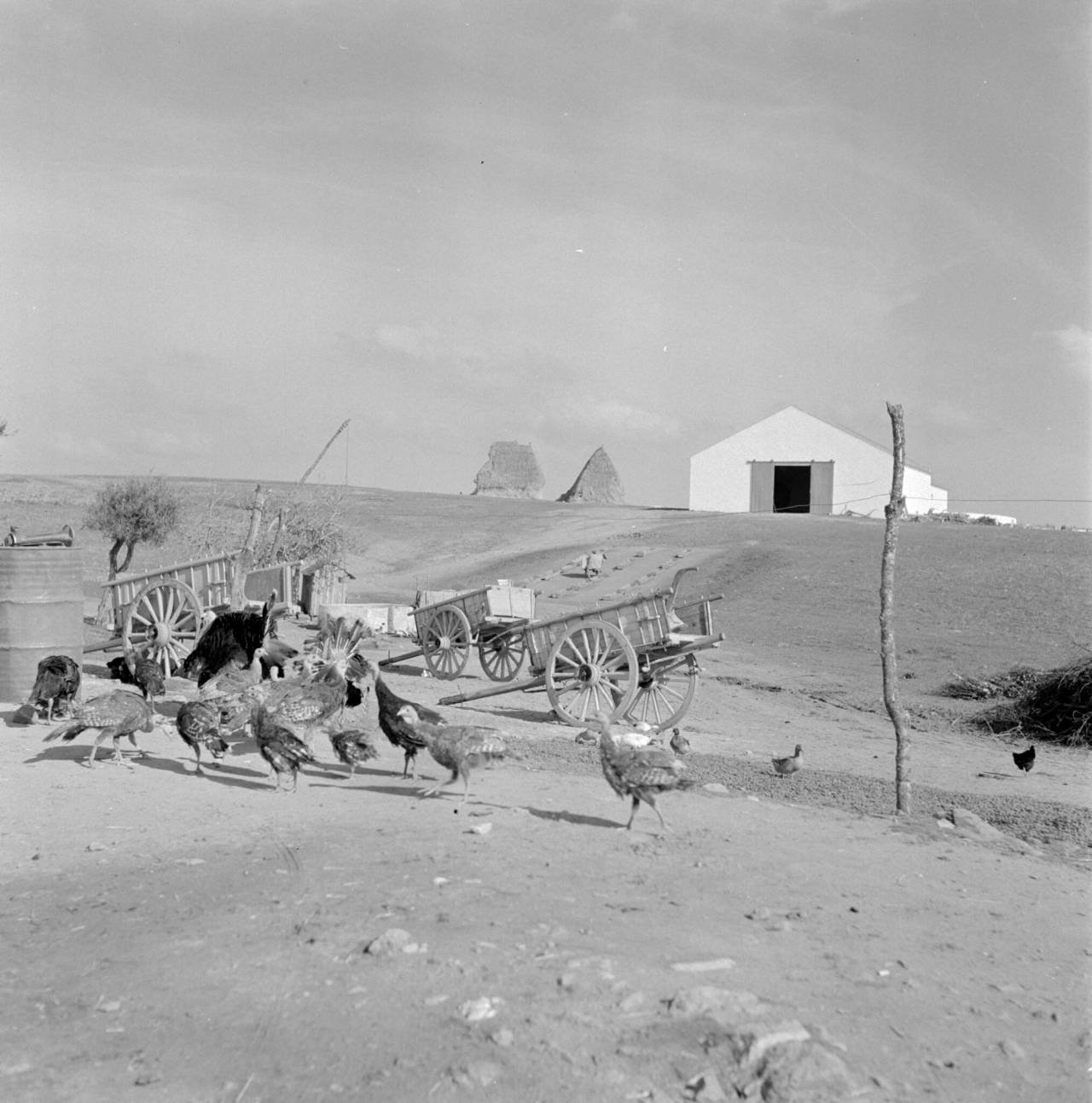 Alentejo nas décadas de 1940-60 por Artur Pastor